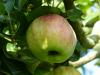 Ontario jabuka: okus, svojstva i osobitosti