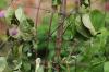 Clematis wilt: recognize symptoms and treat them successfully