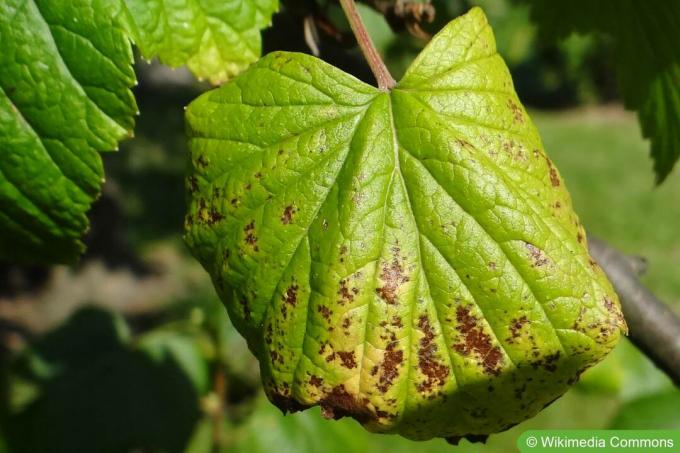 Maladie de la chute des feuilles - Drepanopeziza ribis