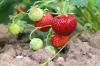 Jordbær: er de en frugt, frugt eller grøntsag? Svaret er...