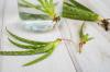 Aloe vera yaprakları ekin