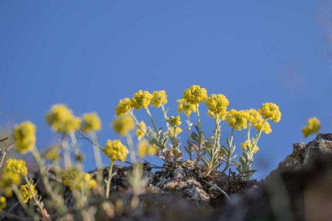 Herbe de pierre à fleurs jaunes