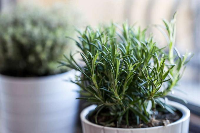 Rosemary in a herb pot