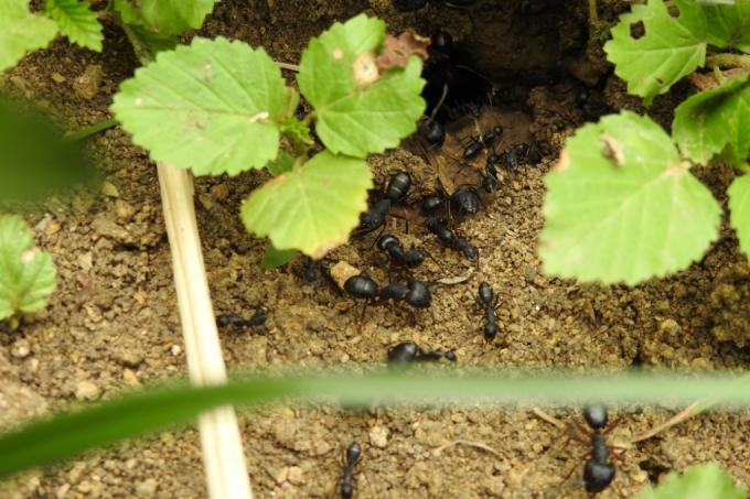 μυρμήγκια στον κήπο