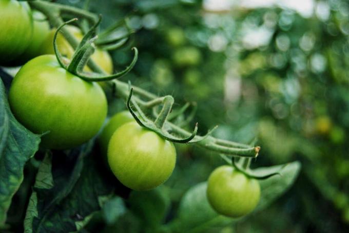 pomodori verdi sul ramo