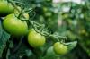 Tomater blir ikke røde: hva du skal gjøre