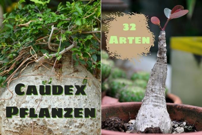 Plantes Caudex - Titre