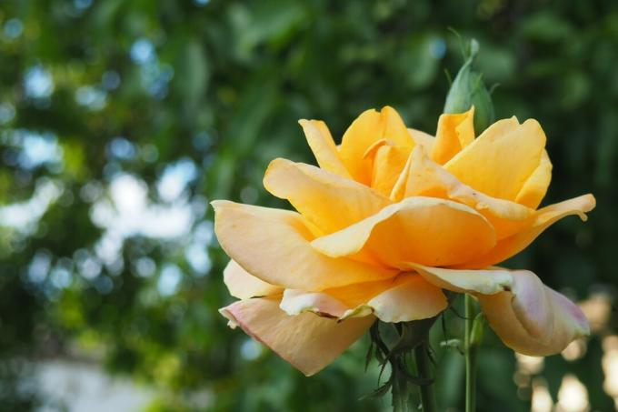 नारंगी-सोने के फूल के साथ गुलाब