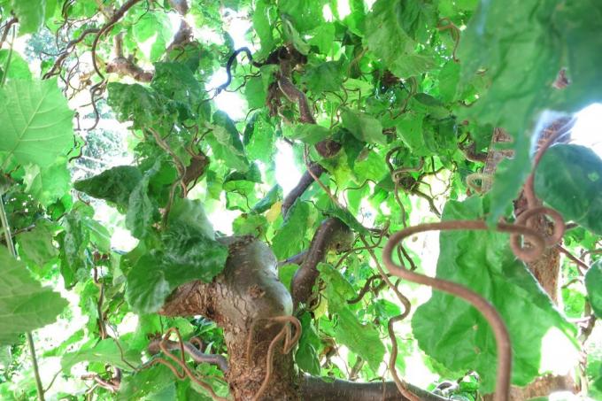 코르크 스크루 개암나무 Corylus avellana 'Contorta'