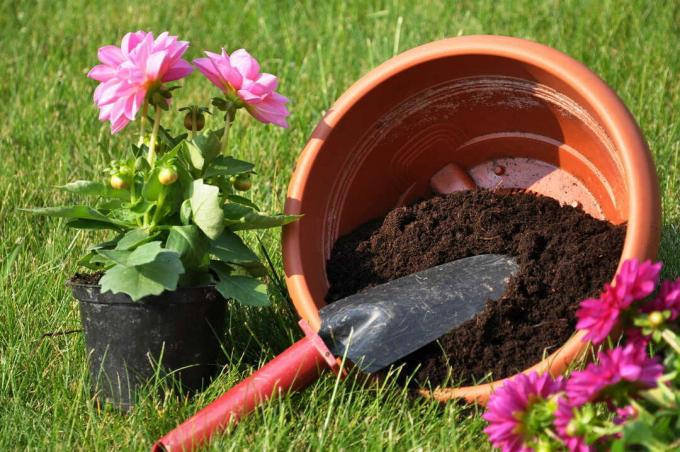 Repotting dahlias Dahlias planting pot with soil and shovel