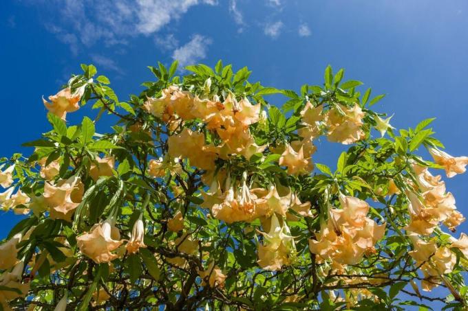 Flowers of the Brugmansia suaveolens