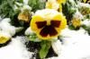 Caring for pansies: hibernate, water and fertilize