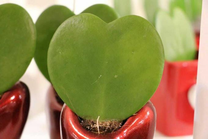 Rastlina srdcovitého listu Hoya kerrii