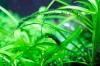 Odstraňte šneky z akvarijních rostlin