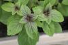 Is basil hardy? How to overwinter popular basil varieties