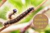 Húsenice v júni: 14 bežných druhov