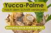 Scellement du palmier yucca après la taille: wax & Co.