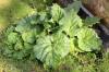 Planting rhubarb: sowing, care and fertilization
