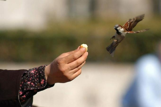 Vtáky by sa nemali kŕmiť chlebom