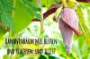 Banaanipuu lillede ja puuviljadega: mida teha?