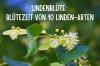 Linden blossom: flowering time of 10 linden species