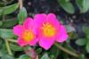 Květy Portulaca grandiflora, kvítky portulaky - péče od A-Z