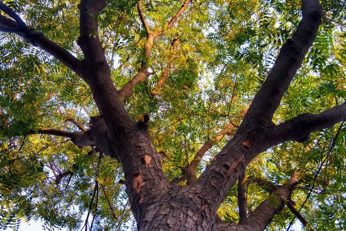 arbre de neem