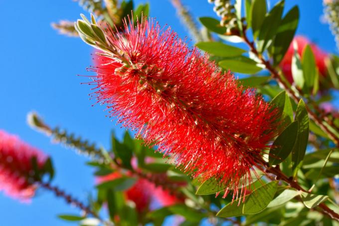 Bottlebrush plant with pink flowers