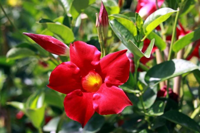 Dipladenia กับดอกไม้สีแดง