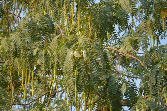 شجرة توري (Sesbania grandiflora)