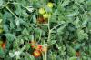 Primabella tomat: ett porträtt av den nya sorten