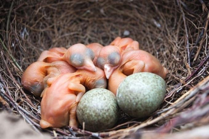 Straka hniezdo s mláďatami a vajíčkami