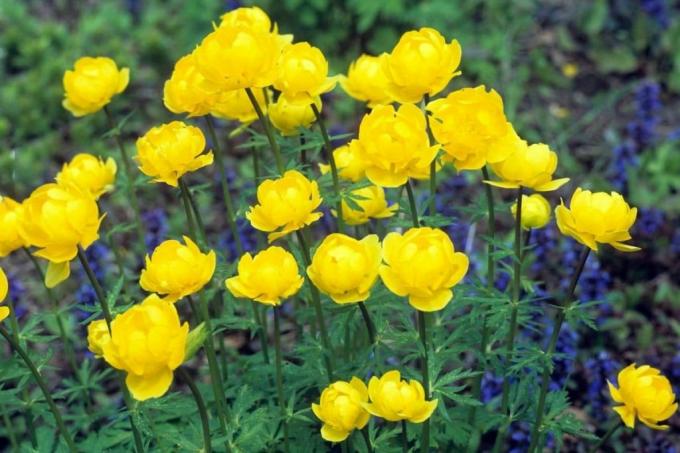 Globeflower, rumena travniška roža