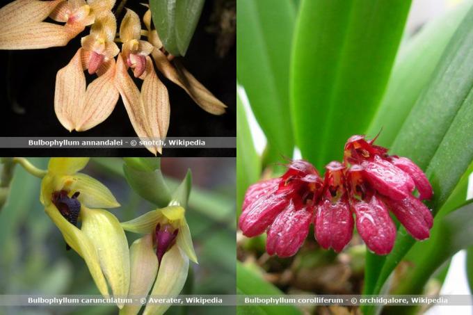 Specie de orhidee, Bulbophyllum