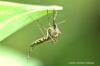 Знищення личинок комарів: як боротися з личинками у воді