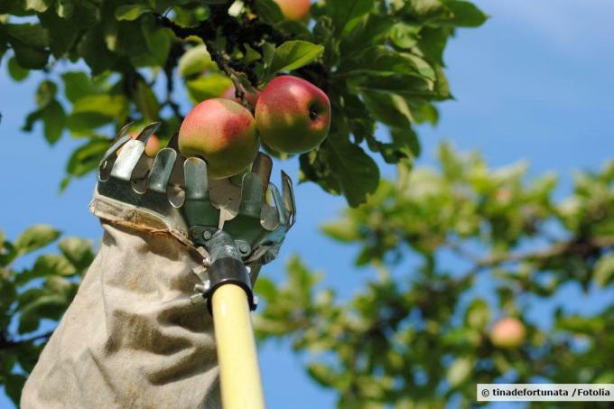 アップルピッカーによるリンゴの収穫