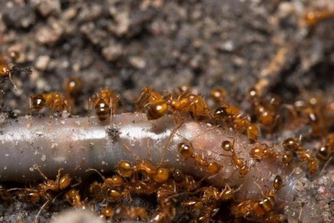 Rumena mravlja tat (Solenopsis fugax)