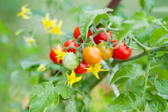Pomidorų augalas prinokę neprinokę pomidorai geltonais žiedais patręšti pomidorus