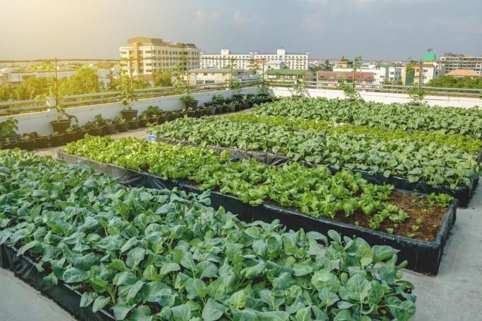 Growing vegetables on a roof