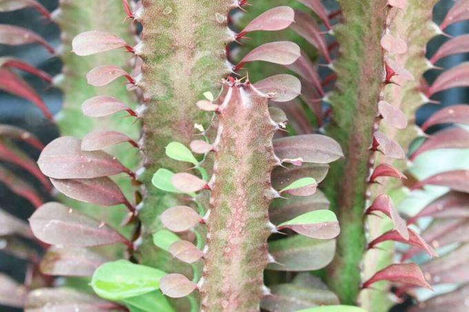 Euphorbia trigona - kolmion muotoinen spurge