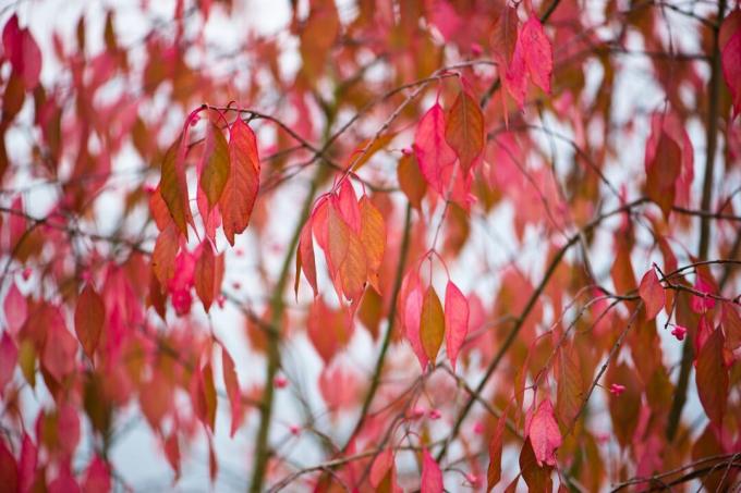 Arbusto de huso con hojas rojas