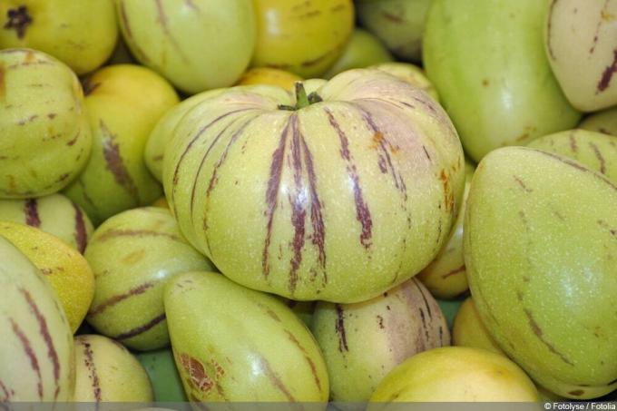 Bumbieru melone (Solanum muricatum) Pepino