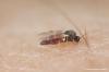 Ухапване от черна муха: какво да правя?