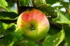Josef-Musch-Apple: Ekimden hasada