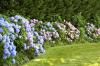 Sajenje hortenzij: lokacija, čas in sosednje rastline
