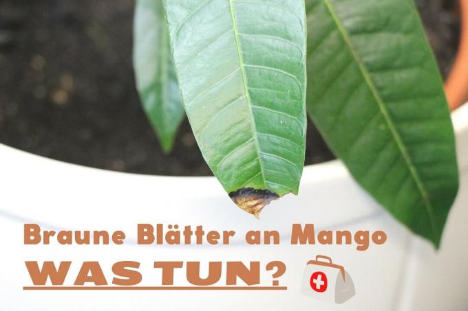 Rudi lapai ant mango augalo
