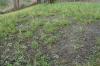 Så gräsmattan trots frost: är det möjligt?