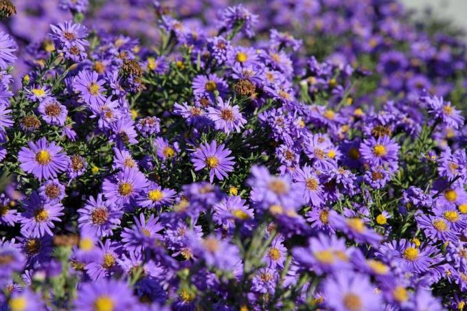 Mountain Aster (Aster amellus)