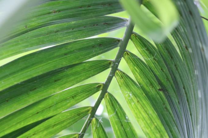Areca palme - Dypsis lutescens - Palmeira de fruta dourada