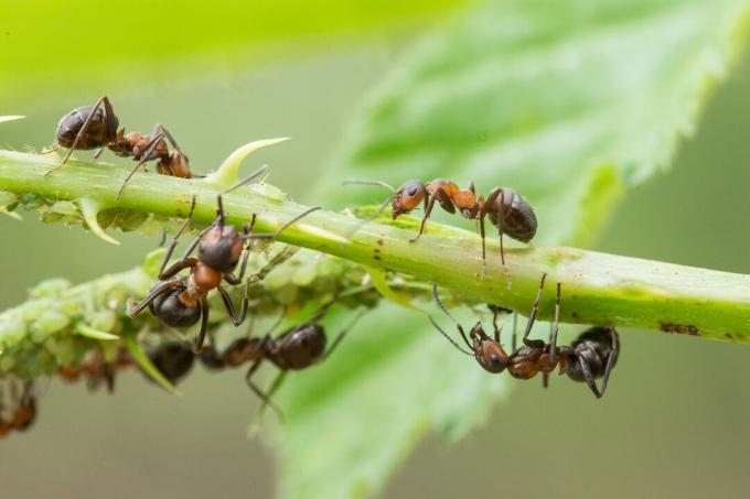 Myror och bladlöss på växt